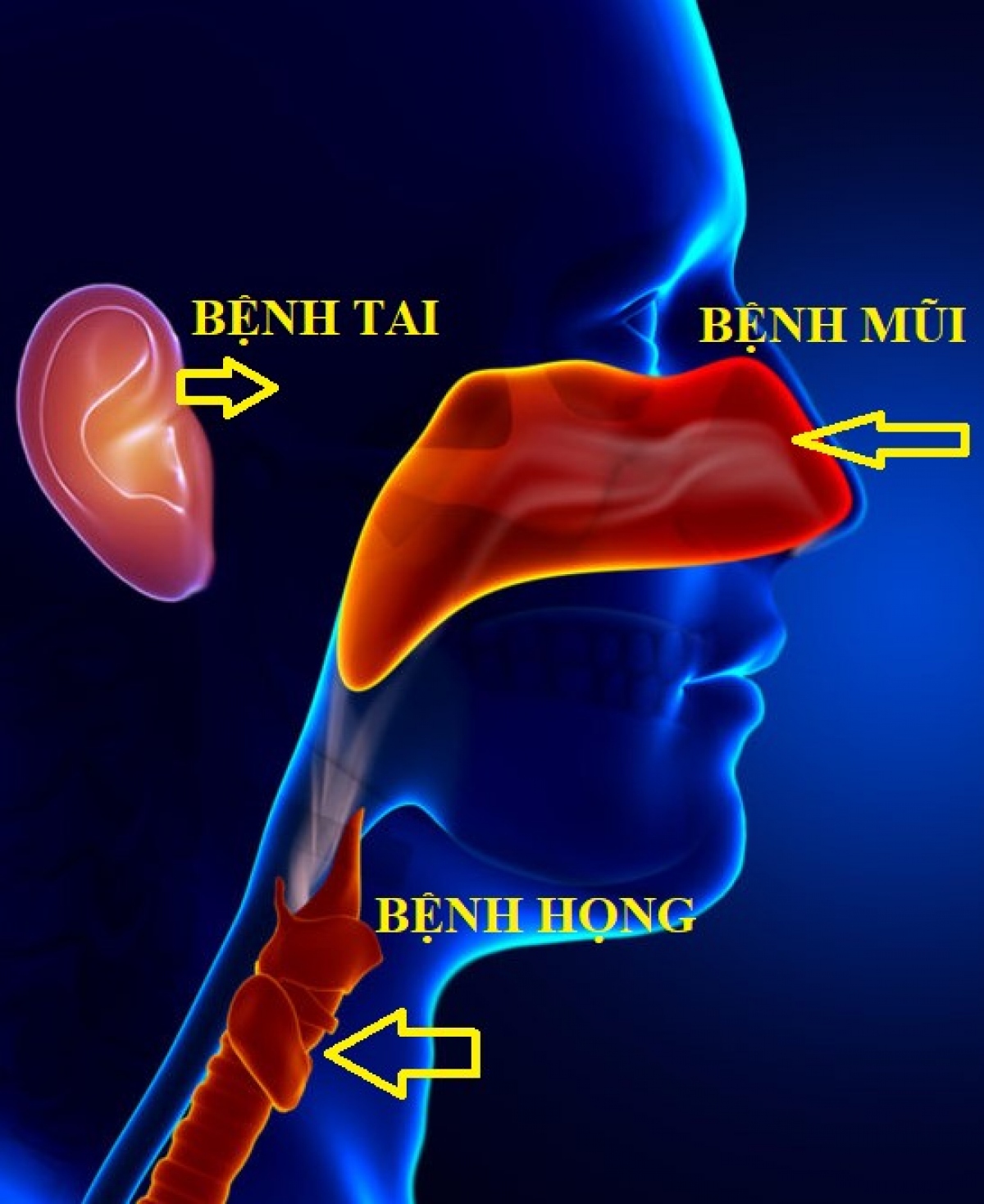 TAI MŨI HỌNG ĐỒNG NAI